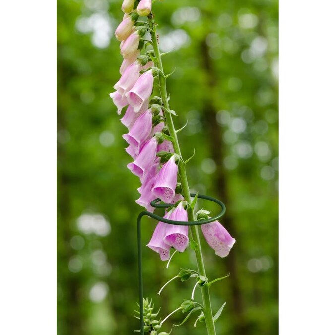 Panacea Products 36 In Green Metal Flower Stake The Garden Stakes Shepherds Hooks Department At Com - Garden Stakes Metal Green Panacea Products 36 In Green Metal Flower Stake The Garden Stakes Shepherds Hooks Department At Com - Garden Stakes Metal Green