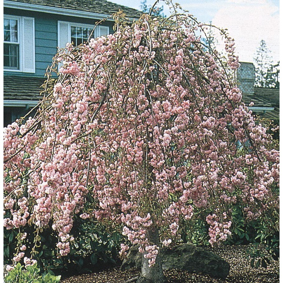 6 Gallon Pink Serpentine Weeping Cherry Feature Tree In Pot With Soil L6111 In The Trees Department At Lowes Com
