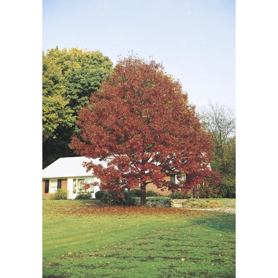 Shop 55 Gallon Northern Red Oak Shade Tree L4574 At