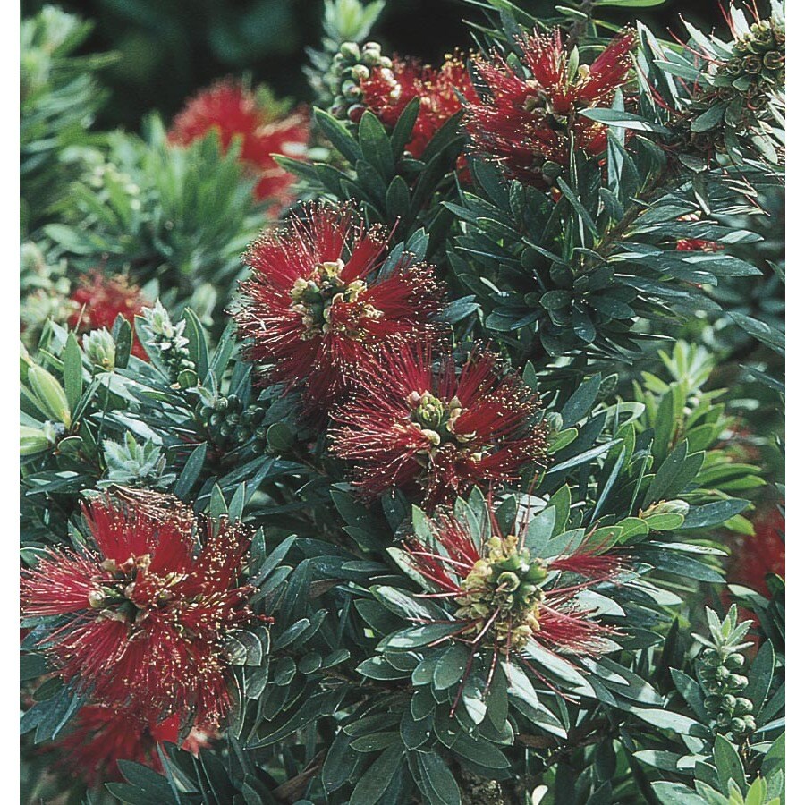 Shop 13.35Gallon Red Little John Dwarf Bottlebrush Accent