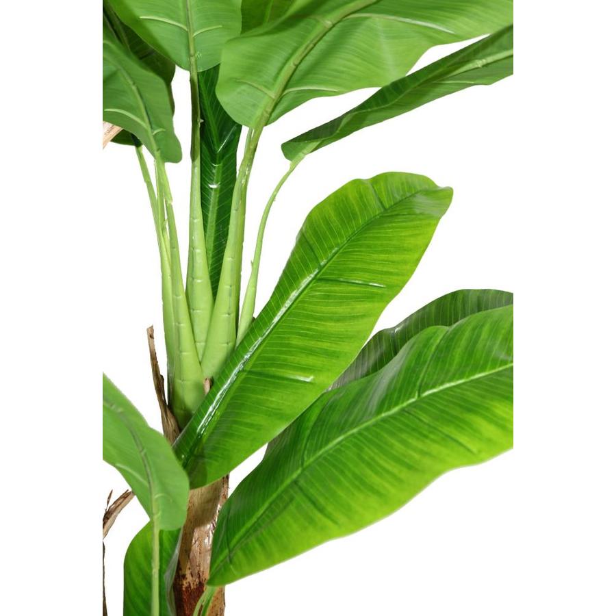 Banana tree plant lowes information