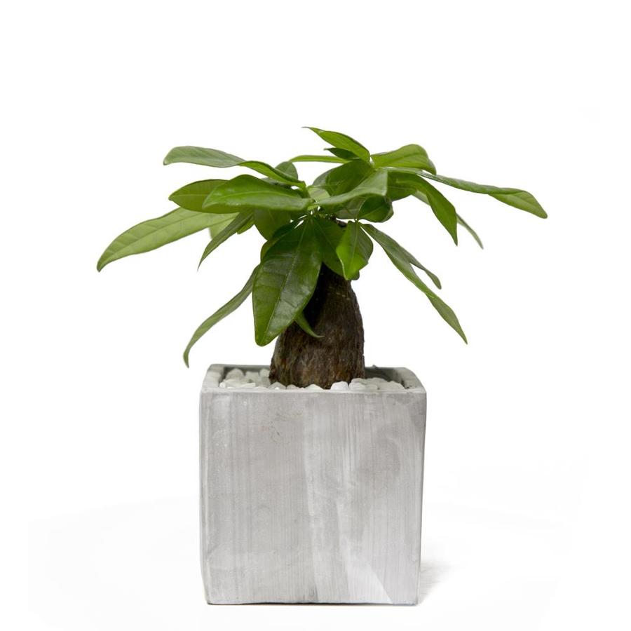 money tree plant pot