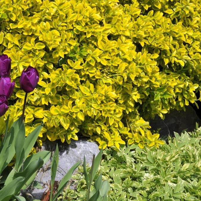 National Plant Network 1-Gallon Golden Euonymus Accent Shrub in Pot in the Shrubs department at ...