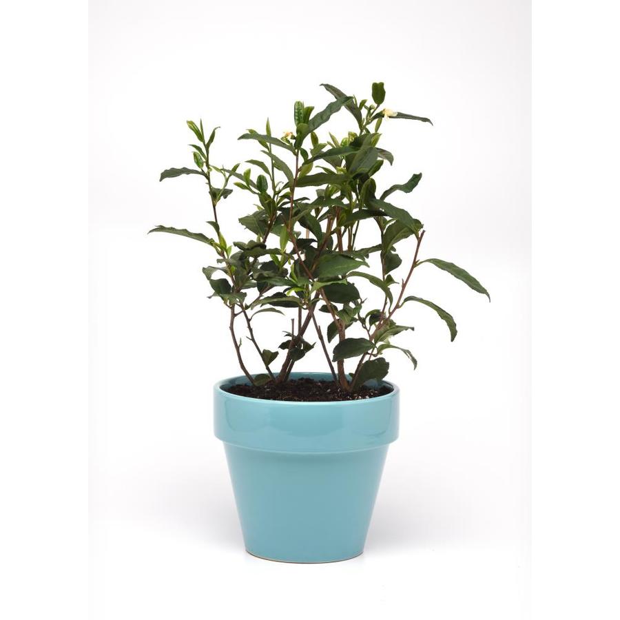 National Plant Network 1Gallon White Tea Plant Feature