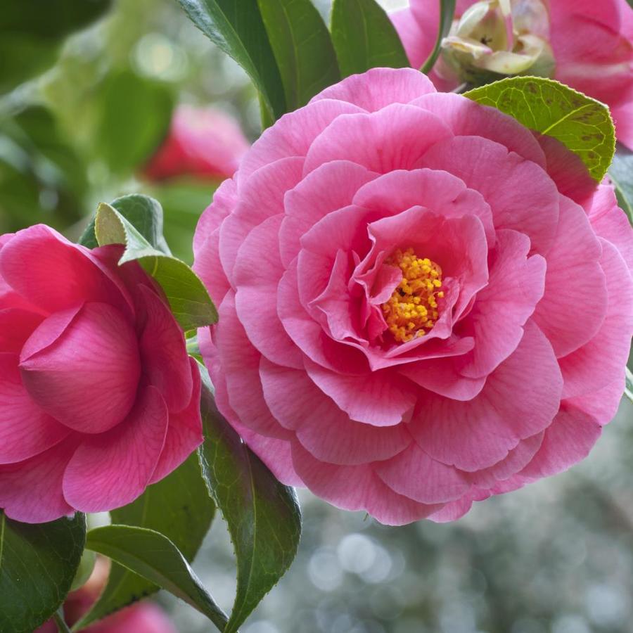 National Plant Network 1-Gallon Pink Camellia Flowering Shrub in Pot in