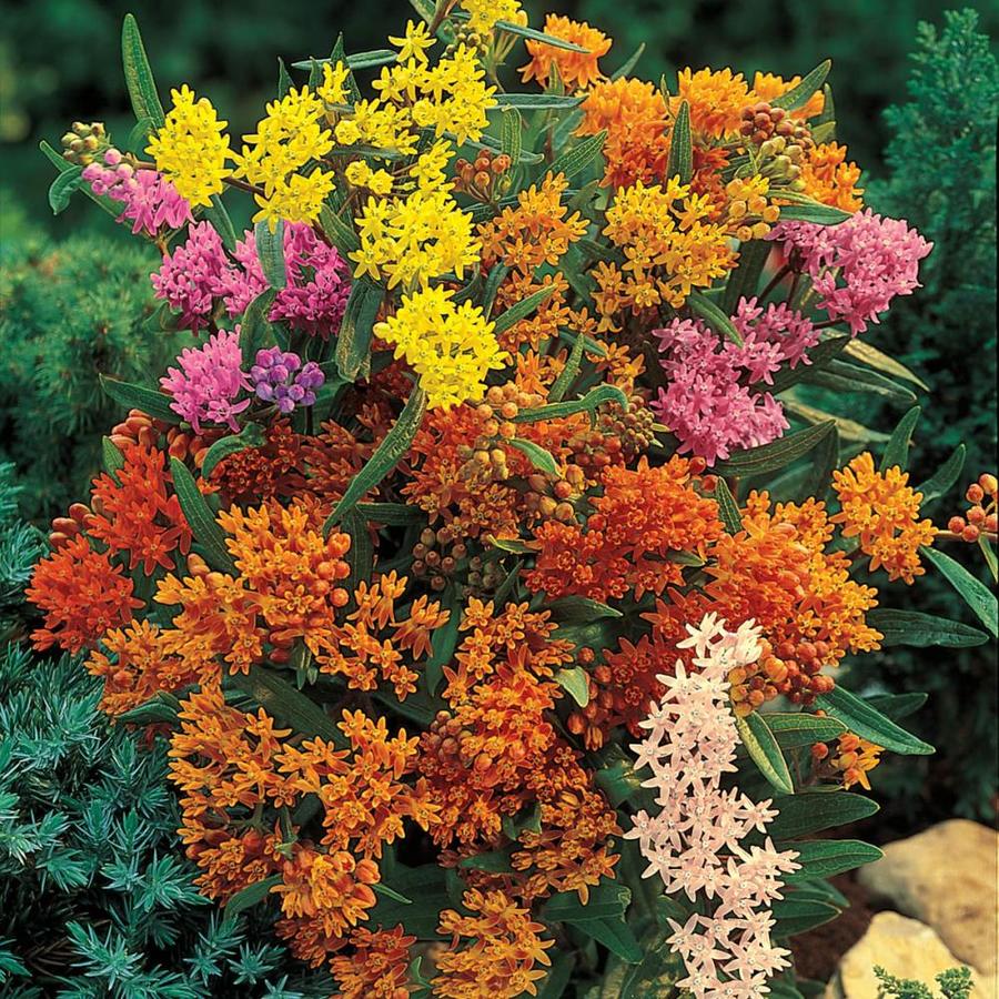 Spring Hill Nurseries 5 Pack 5 Pack In Bareroot 5 Pack Butterfly Weed Mixture In The Perennials Department At Lowes Com
