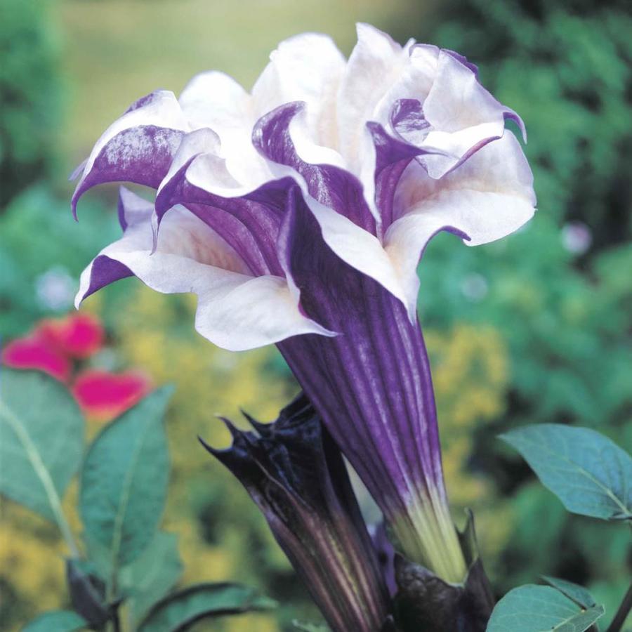 Gardens Alive! 8oz in Pot Angel Trumpet (Potted) in the