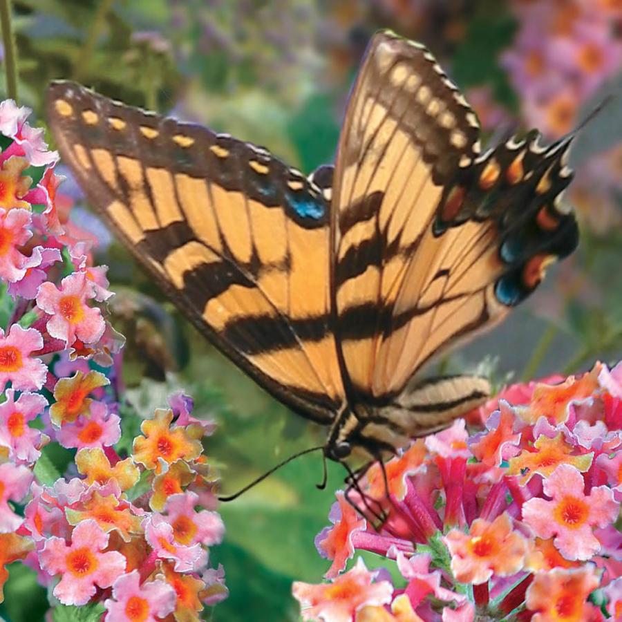 Gardens Alive! 12oz in Pot Kaleidescope Butterfly Bush (Buddleia