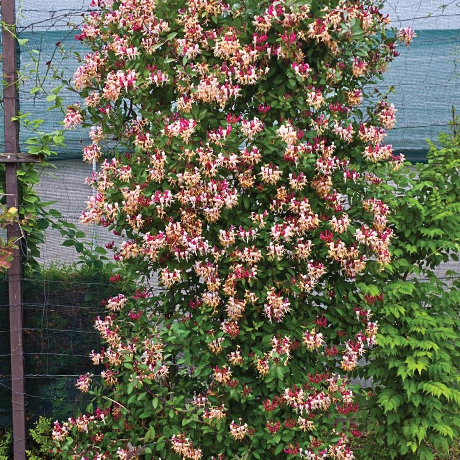 Spring Hill Nurseries FRAGRANT CLD HONEYSUCKLE 3 IN POT in the Vines