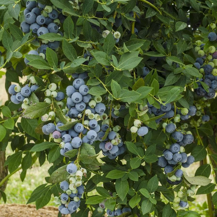 Buy blueberry plants near me information