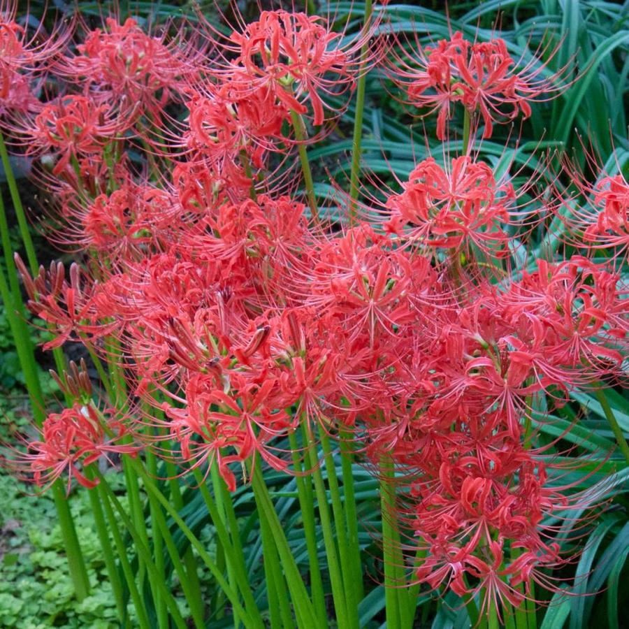 Breck S 5 Pack Red Spider Lily Lycoris Bulbs In The Plant Bulbs Department At Lowes Com