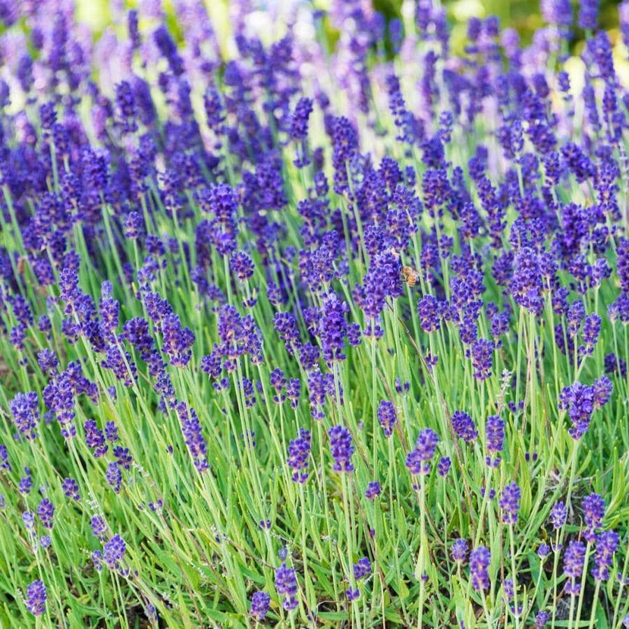 Spring Hill Nurseries 1Pack in Pot Phenomenal Lavender in