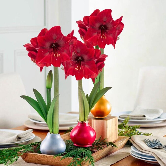 what to do with waxed amaryllis after blooming