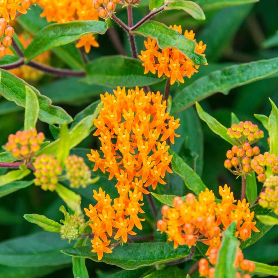Spring Hill Nurseries 1 Pack In Pot Orange Flowering Butterfly Weed In The Perennials Department At Lowes Com