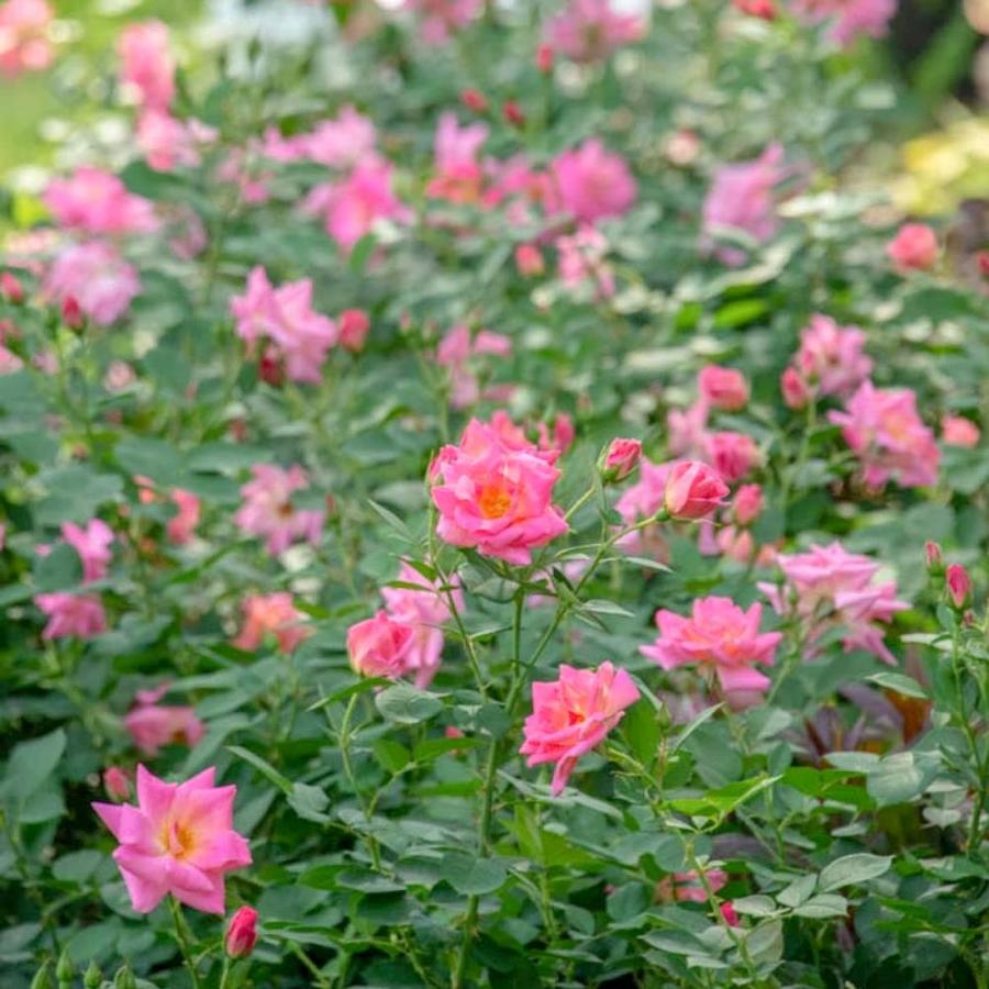 Spring Hill Nurseries in Pot Pink Freedom Shrub Rose in the Roses