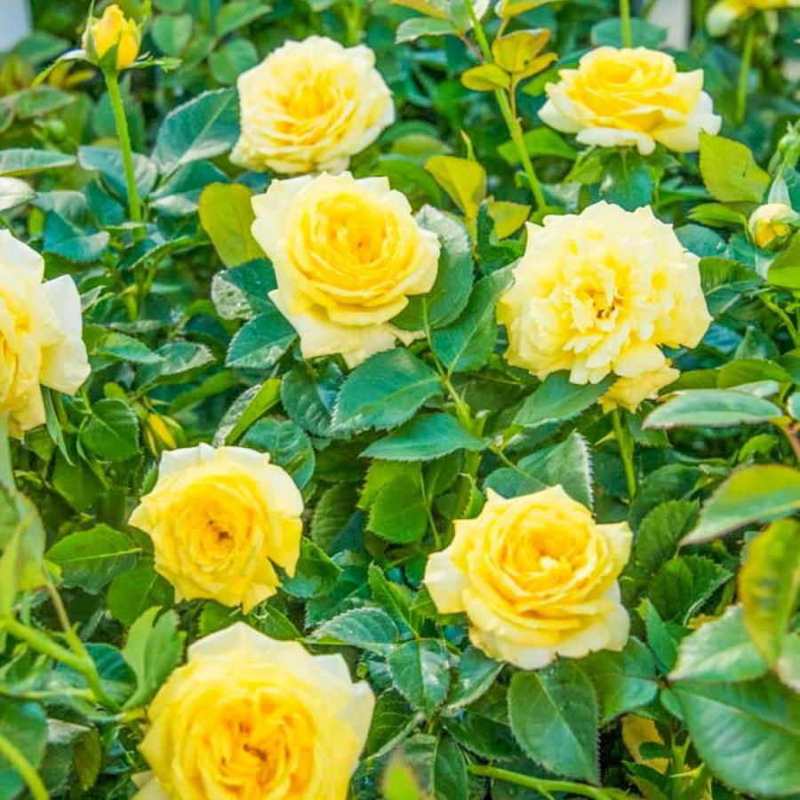 Spring Hill Nurseries in Pot Yellow Freedom Shrub Rose in the Roses