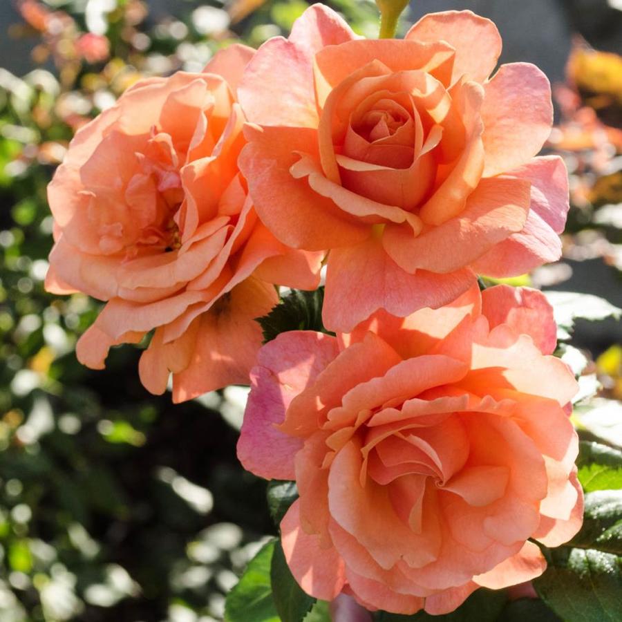 Spring Hill Nurseries Pot Easy Does It Floribunda Rose(N/A) in the