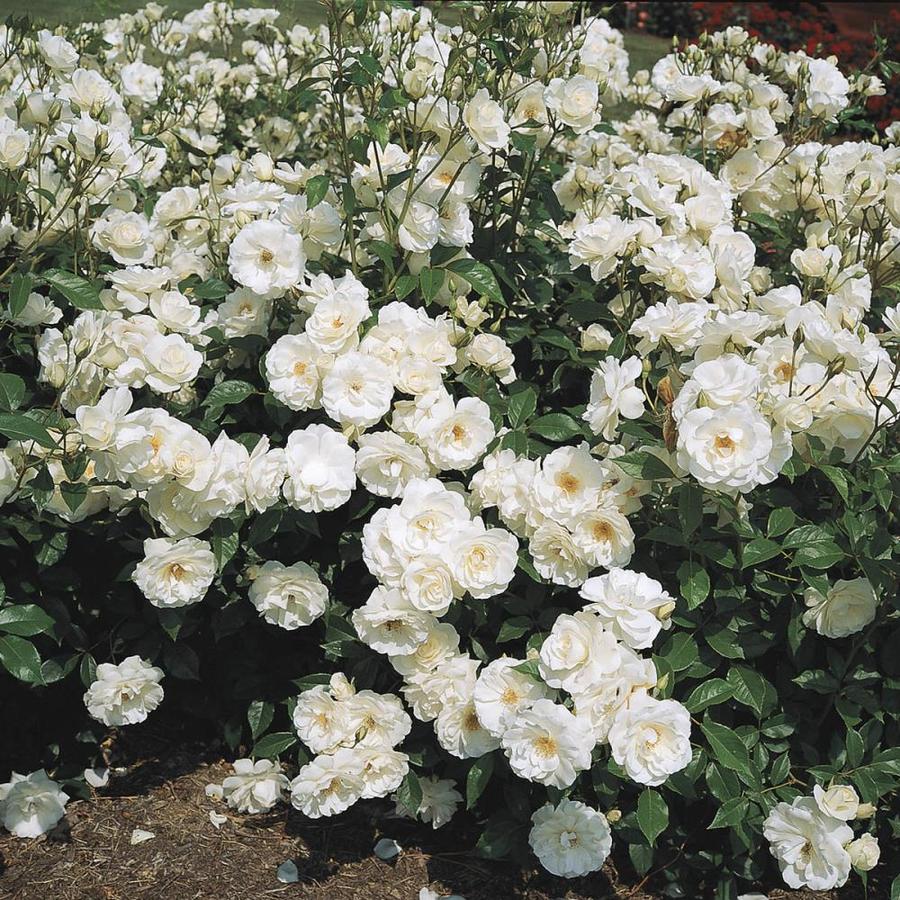 Spring Hill Nurseries Pot Iceberg Floribunda Rose N A In The Roses