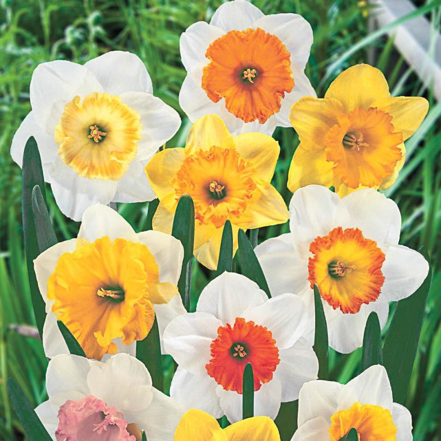 Breck's 25-Pack Bulbs In The Plant Bulbs Department At Lowes.com