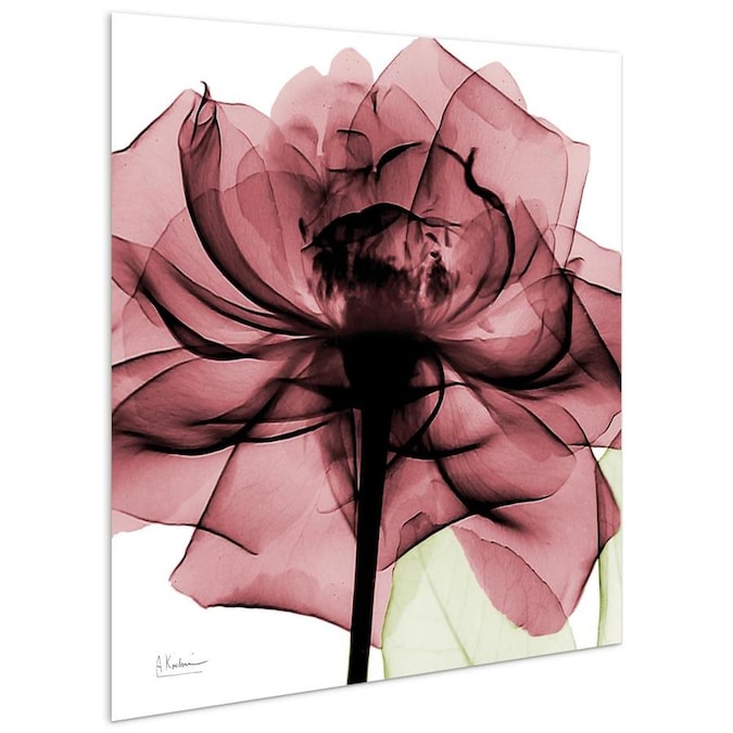 Rose Home Decor Pink Rose x-ray photography Black Framed Wall Art Print