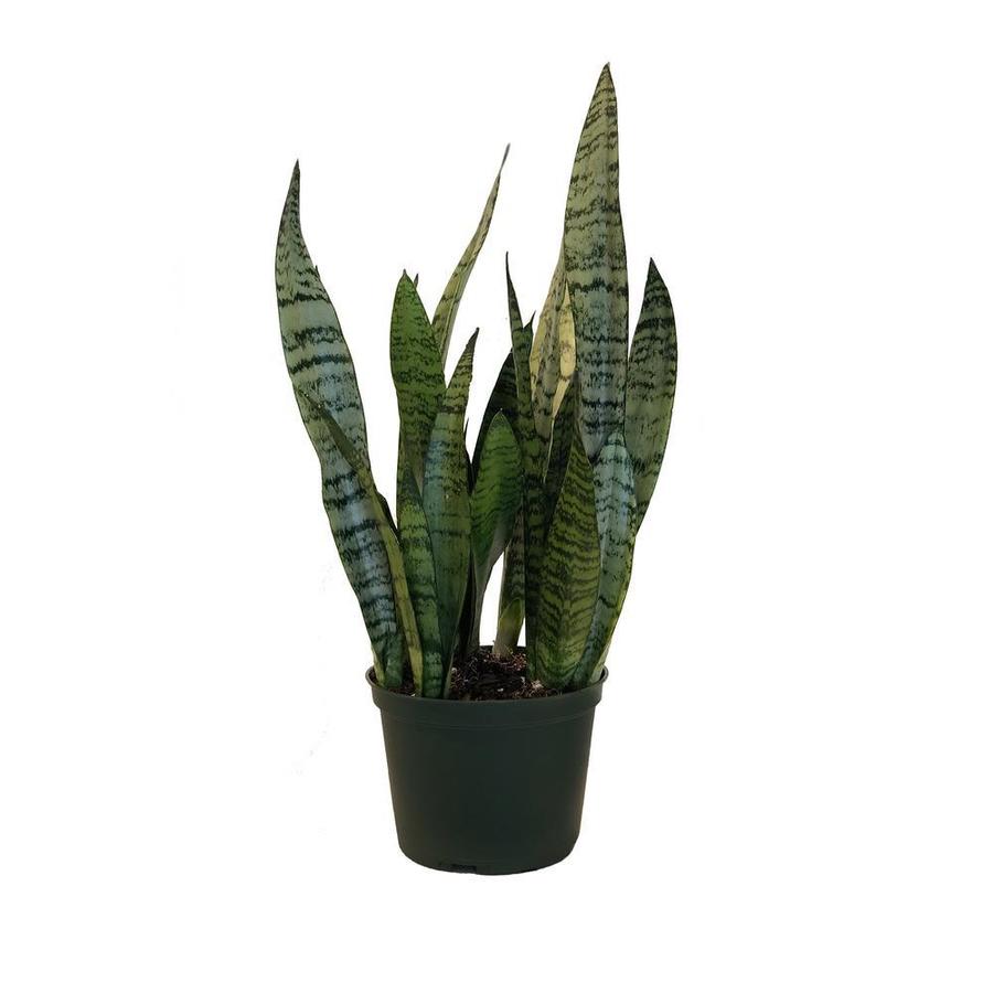 United Nursery 6in Snake Plant in Plastic Pot in the