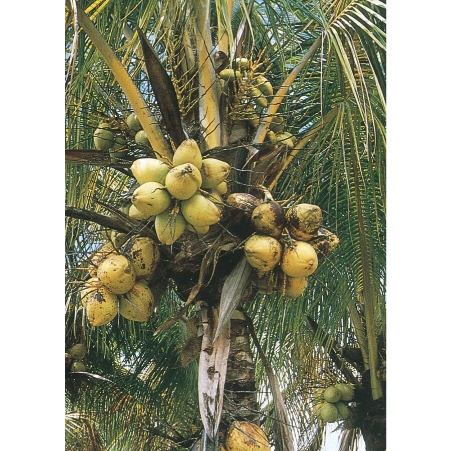 14 Gallon Coconut Palm In Pot Ltl0012 In The Tropical Plants Department At Lowes Com