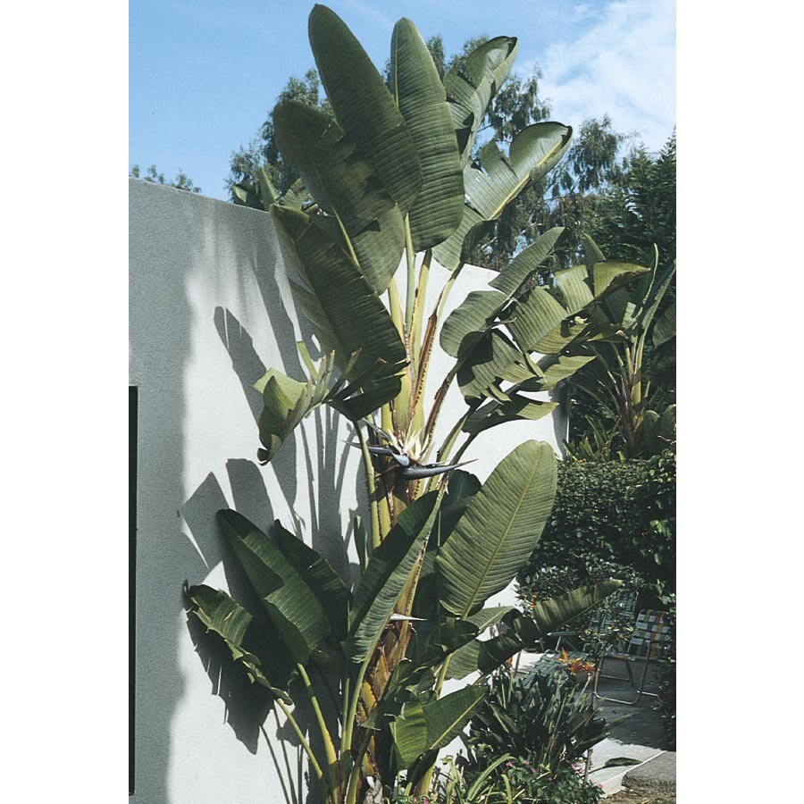 Bicolor White Bird Of Paradise Flowering Shrub in Pot (With Soil