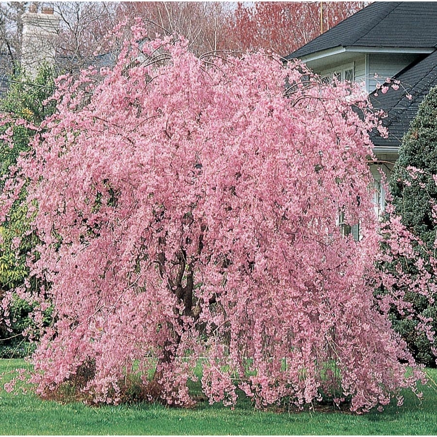 3 64 Gallon Pink Double Flowering Weeping Cherry Feature Tree In Pot L10580 In The Trees Department At Lowes Com