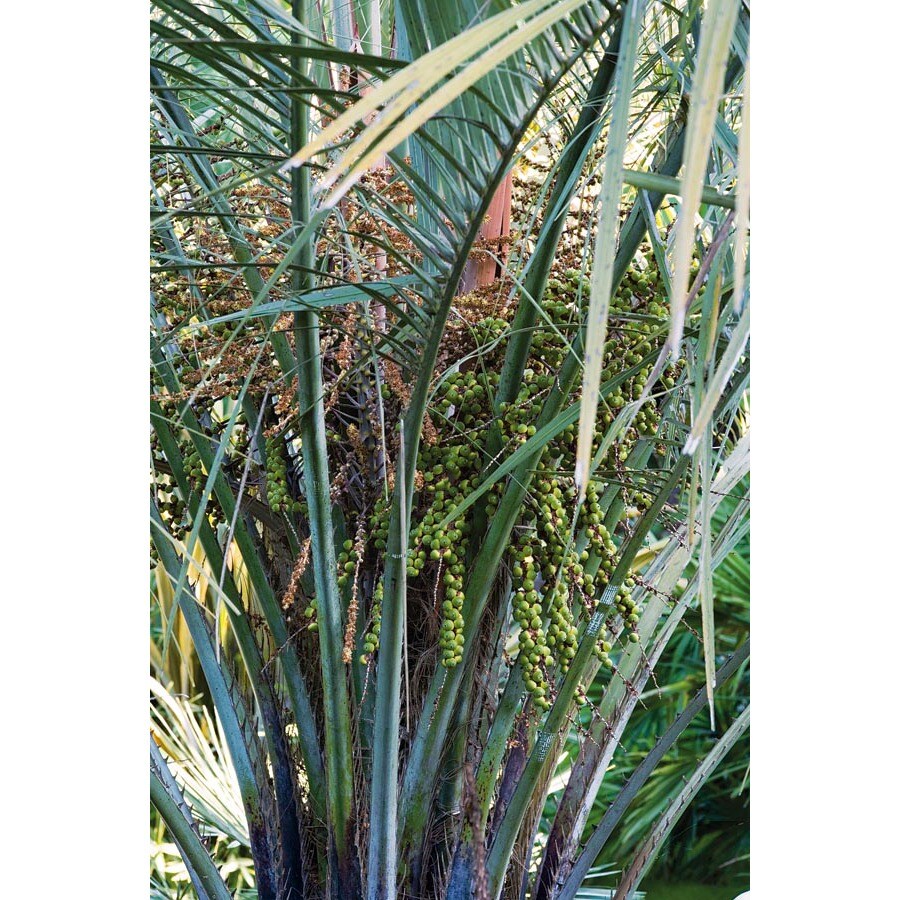 Shop 3.61Gallon Butia Palm Feature Tree (L14448) at