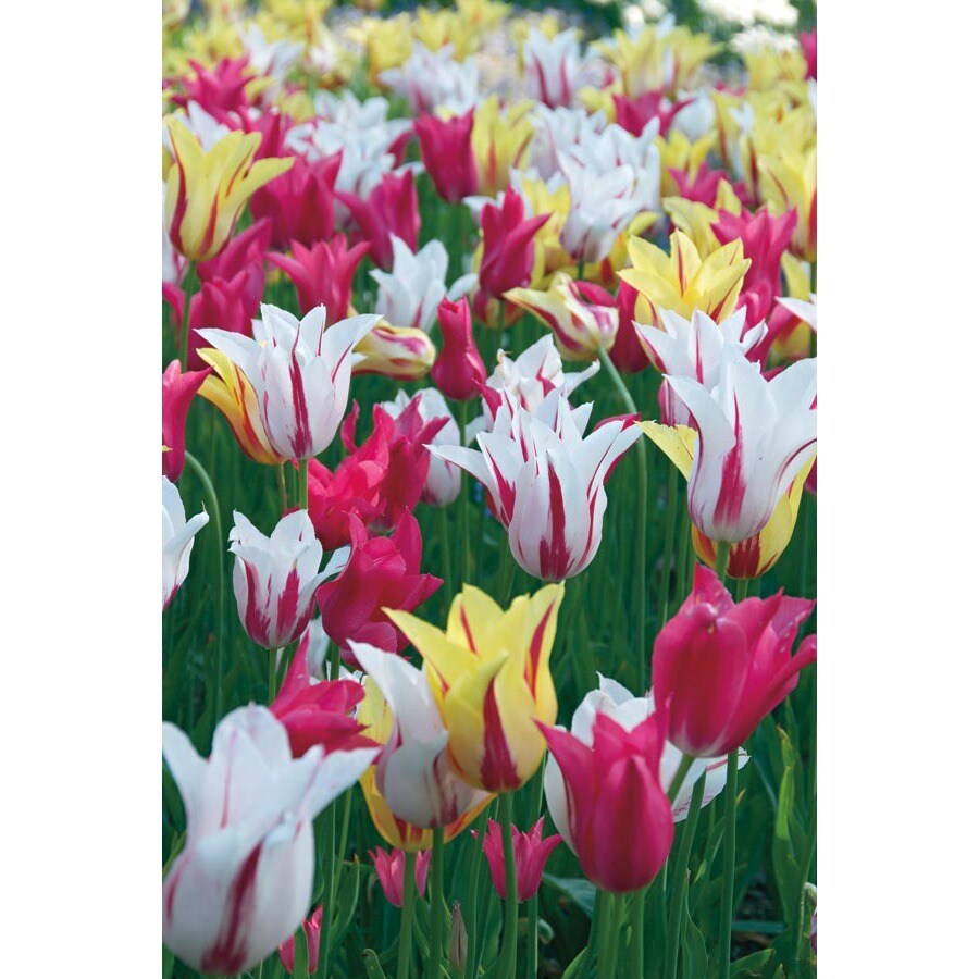 shop garden state bulb 5 28 images shop garden state bulb 40 pack mixed blue shades shop garden state bulb 5 28 images shop garden state bulb 40 pack mixed blue shades