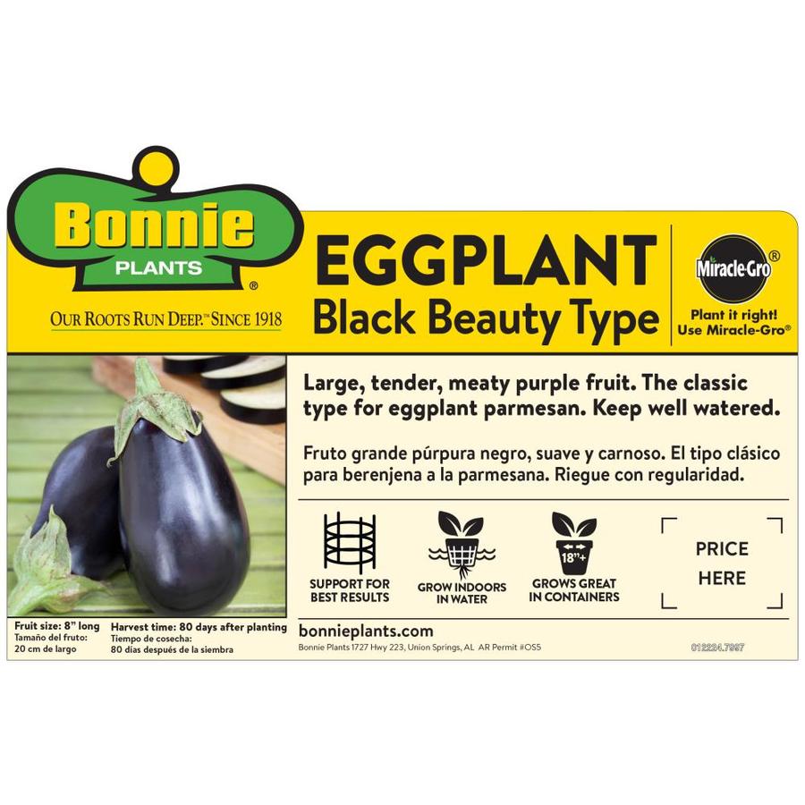 Bonnie 19.3-oz In Pot Eggplant Black Beauty Plant In The Vegetable ...