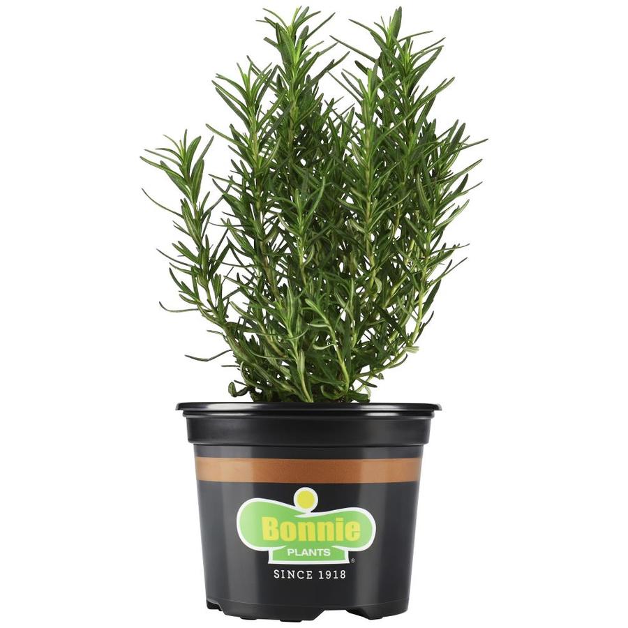 Bonnie 25 Oz In Pot Rosemary In The Herb Plants Department At Lowes Com,White Asparagus Soup