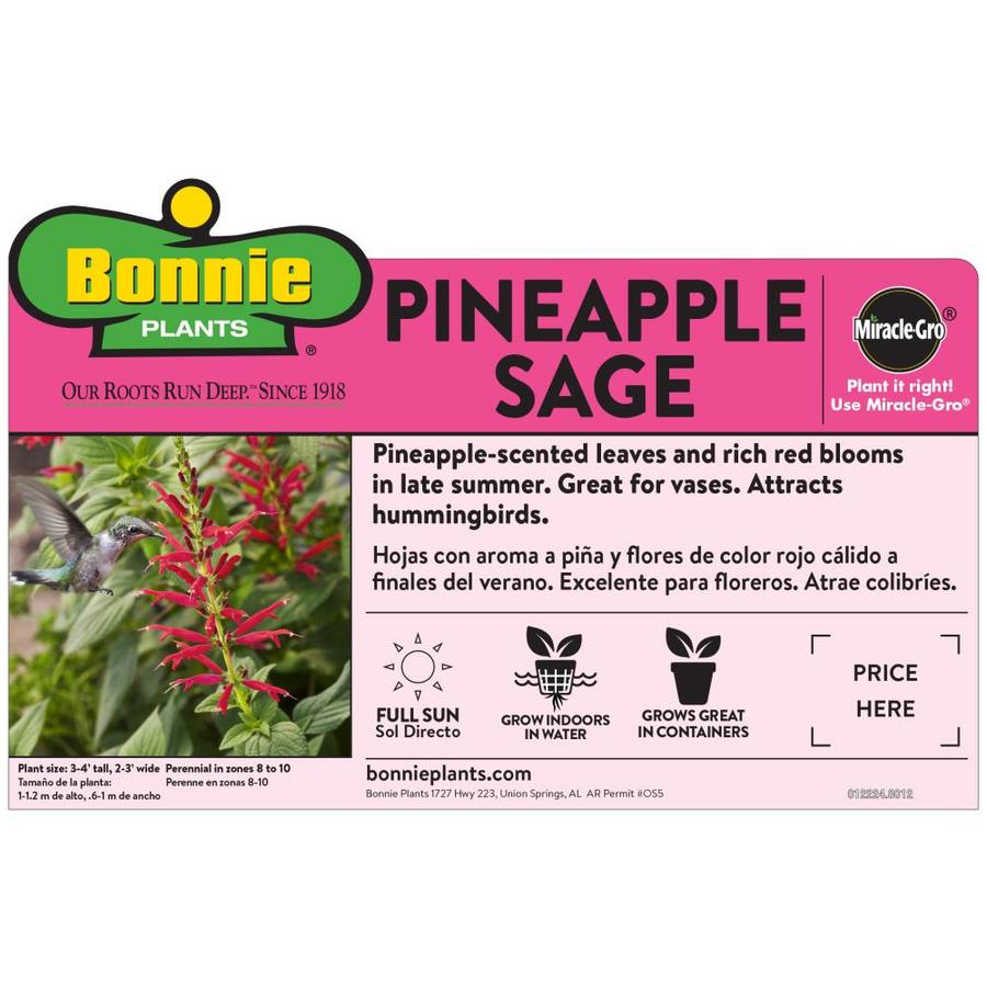 Bonnie Plants 19.3-oz In Pot Sage In The Herb Plants Department At ...