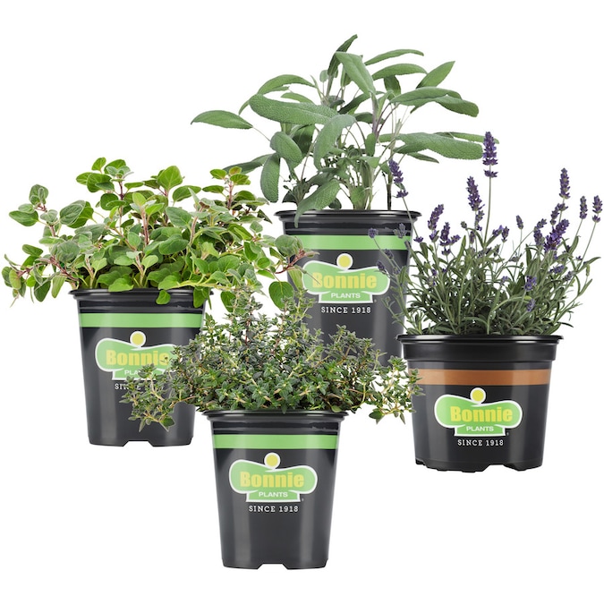 Bonnie 25oz in Pot in the Herb Plants department at