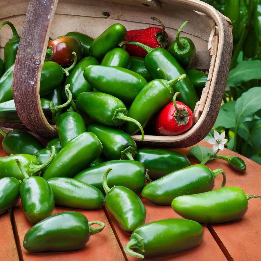 Bonnie 19.03oz in Pot Pepper Plant in the Vegetable