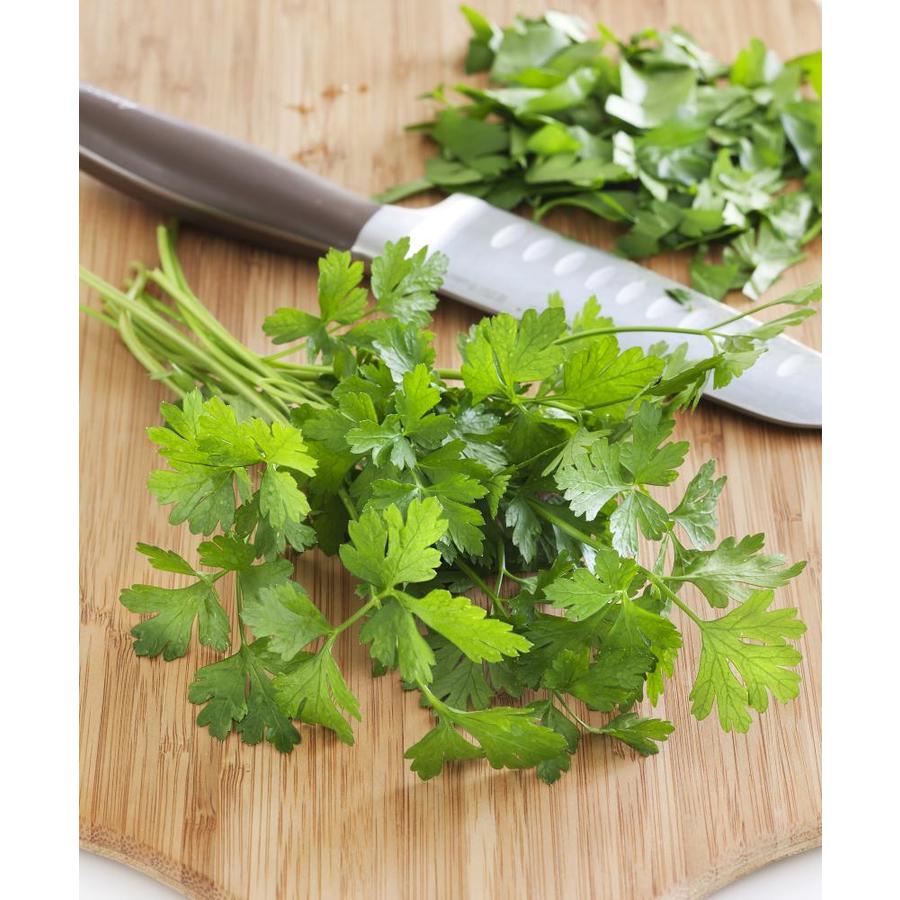 Bonnie 19.3oz in Pot Parsley Plant in the Herb Plants department at