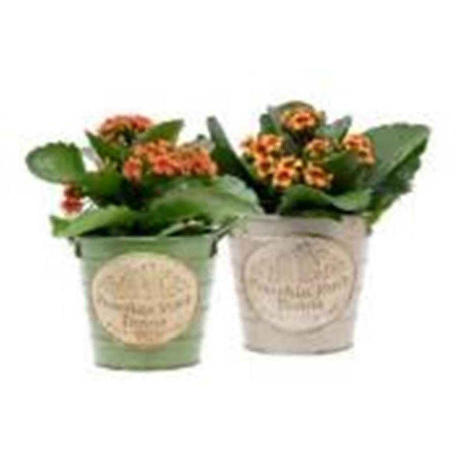 1.00 Pint 4in Pumpkin Patch Tin Bicolor Kalanchoe Pot