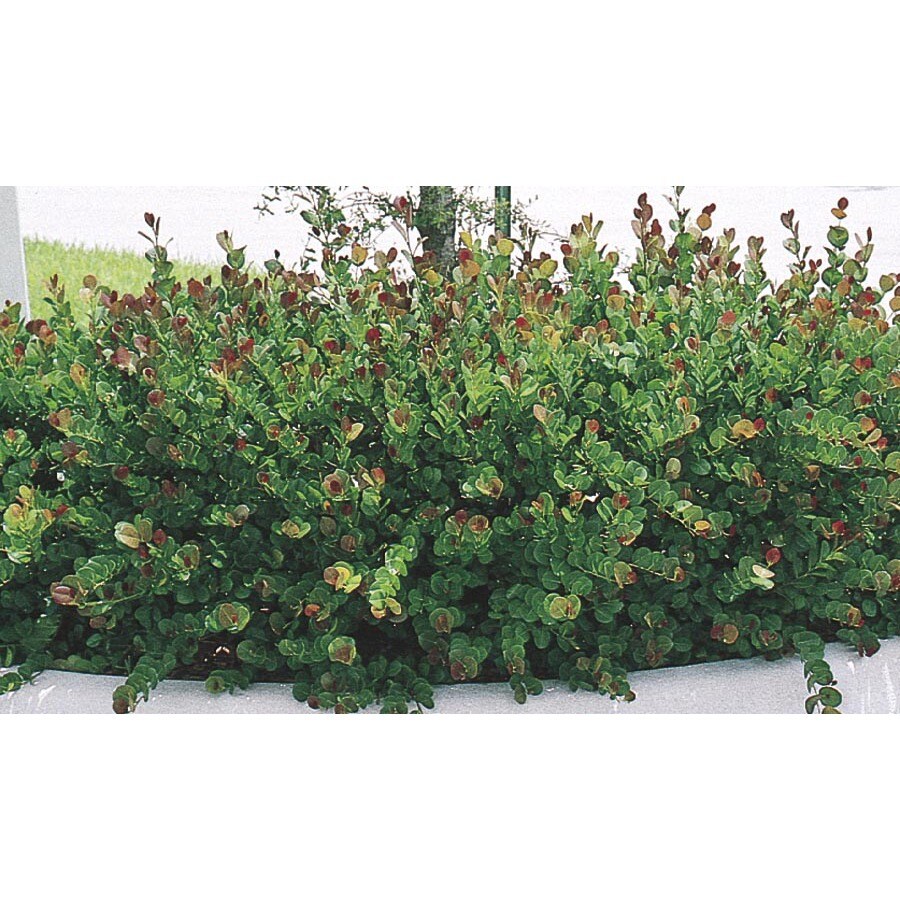 Shop 2Gallon White Red Tip Cocoplum Foundation/Hedge