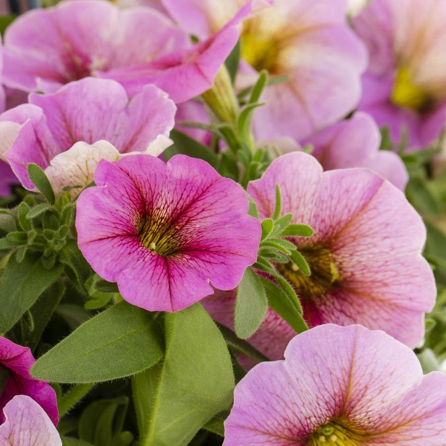 supercal petchoa petunia x calibrachoa in hanging basket supercal petchoa petunia x calibrachoa in hanging basket