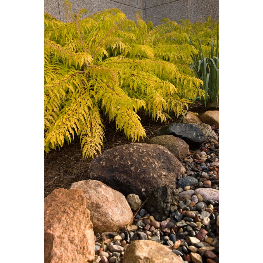 tiger eye shrub