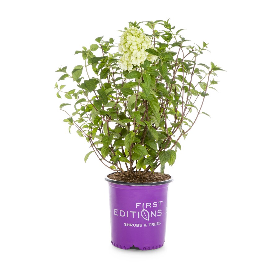 First Editions 1.5Gallon Multicolor Hardy Hydrangea
