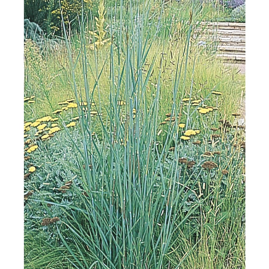 big blue stem grass care