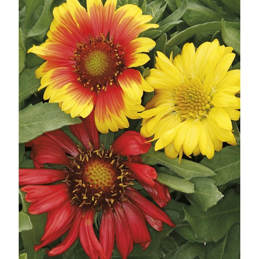 Shop 1Gallon Blanket Flower (L10067) at