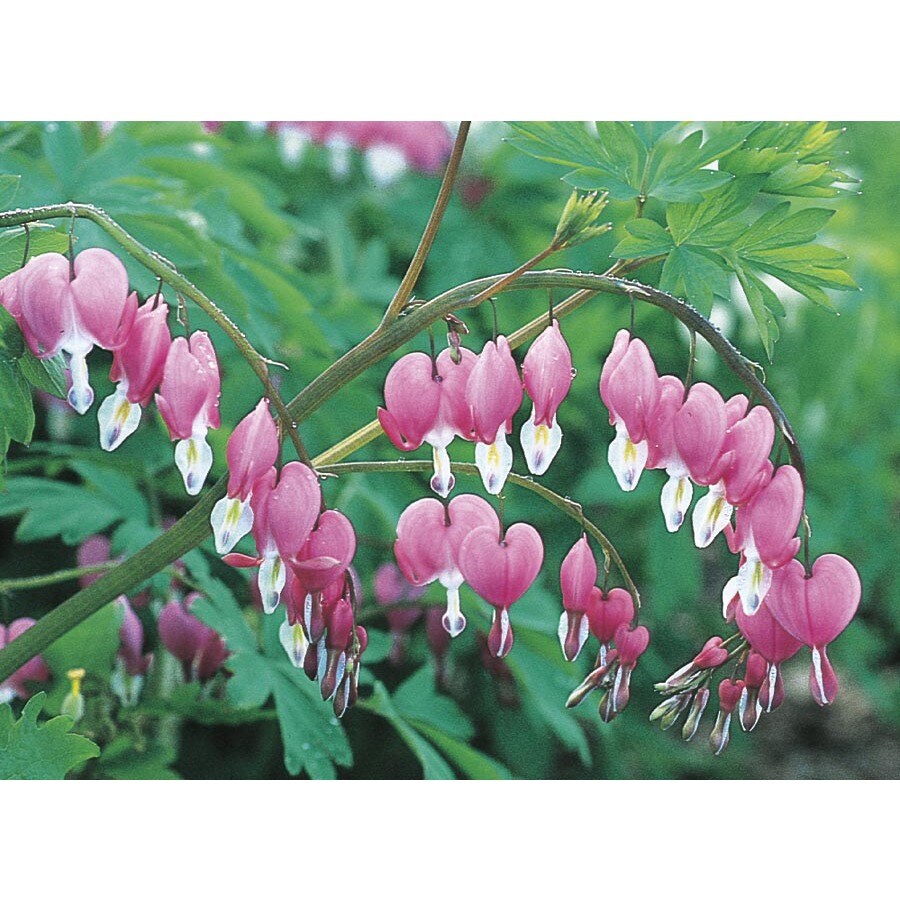 1.5Gallon in Bleeding Heart (L3481) in the Perennials