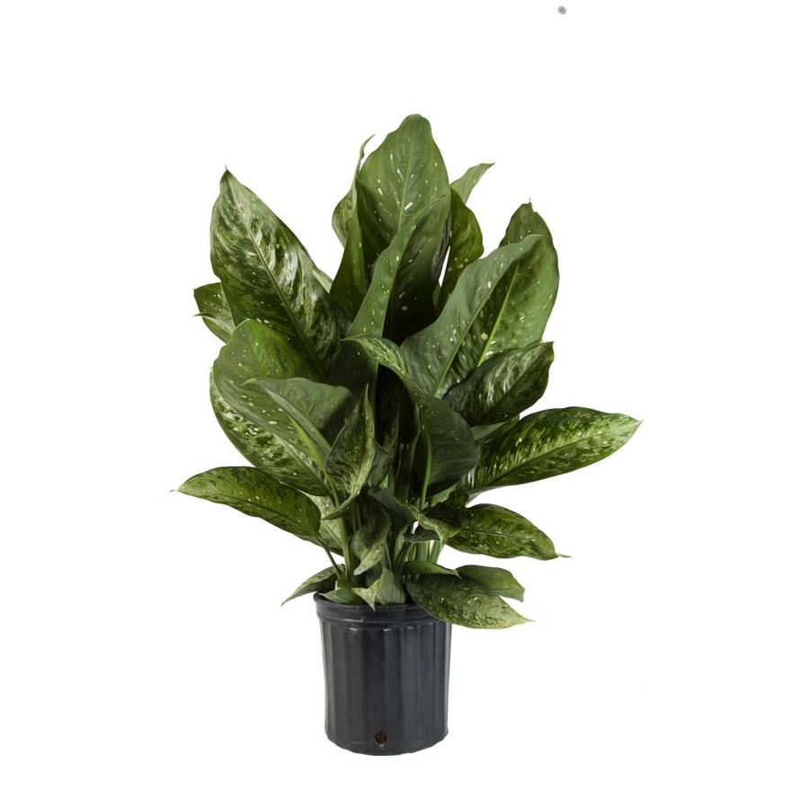 Unbranded 3 25 Gal Dieffenbachia 388604 In The House Plants Department At Lowes Com