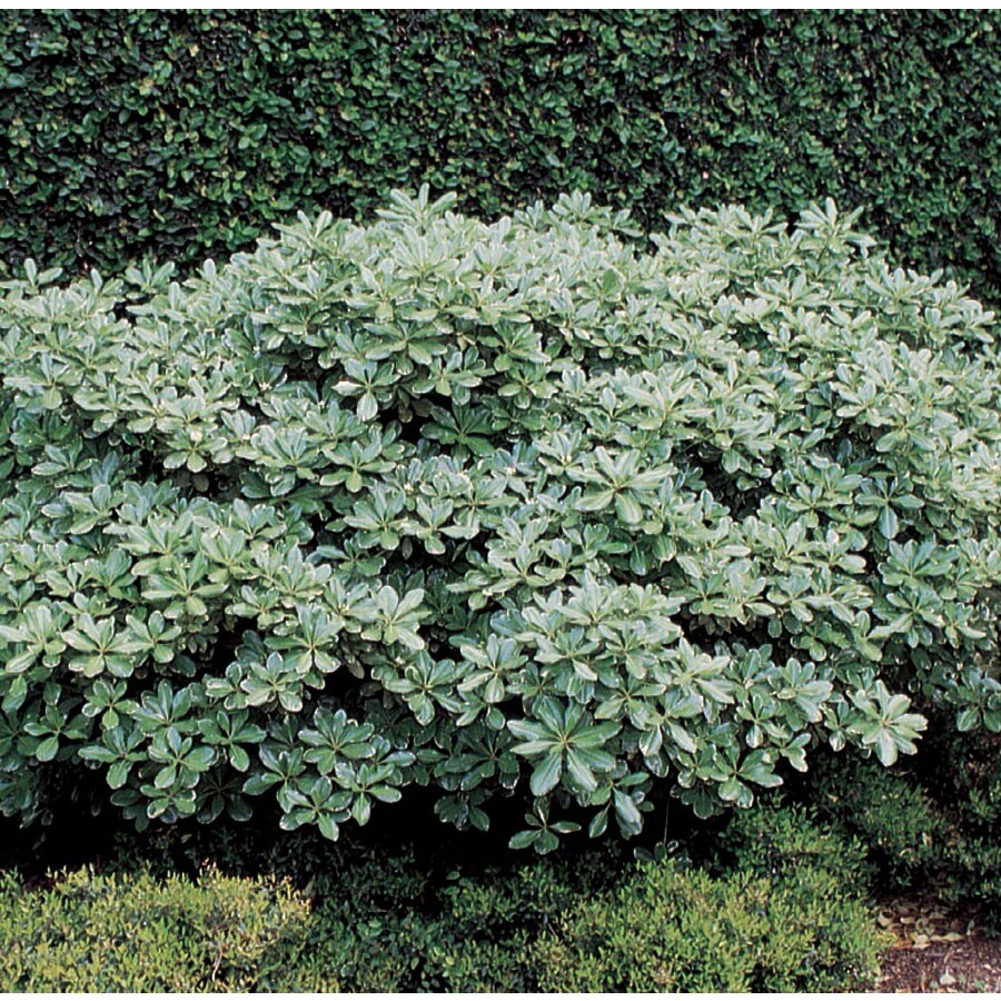 White Variegated Pittosporum Foundation Hedge Shrub In Pot L10907 In The Shrubs Department At Lowes Com