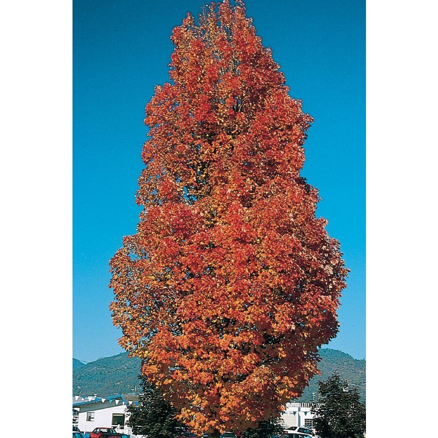 5.98-Gallon Armstrong Red Maple Shade Tree (Lw03548) at Lowes.com