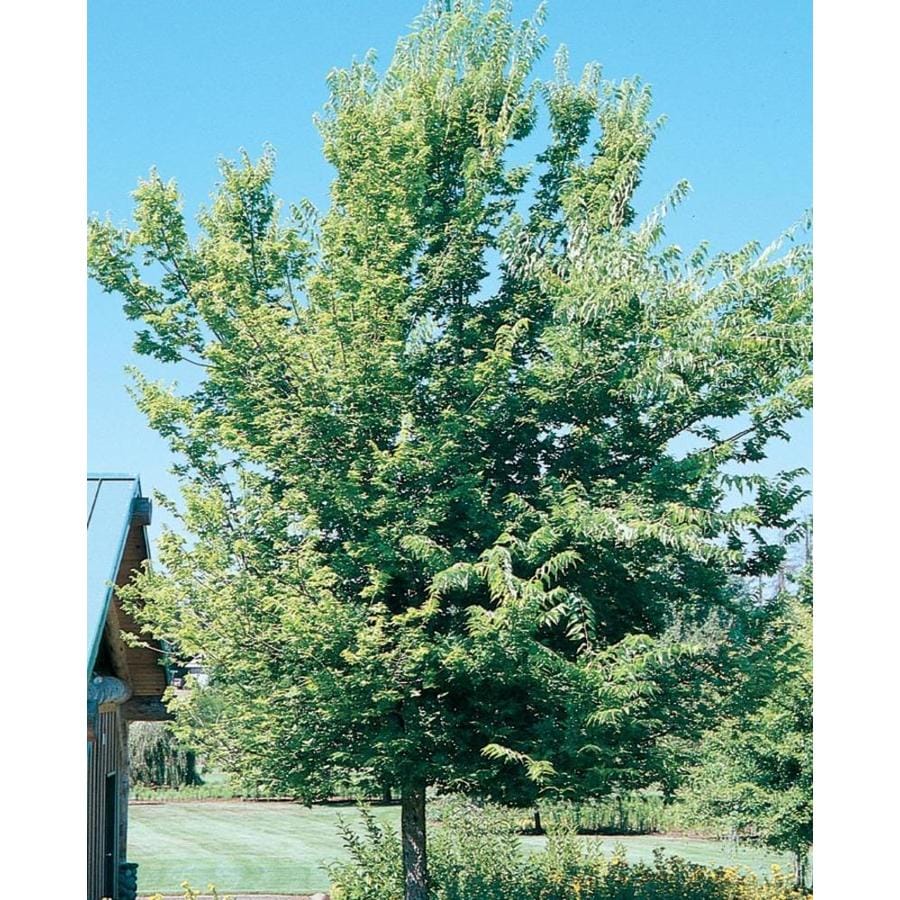 free diva sex videos mature shade trees