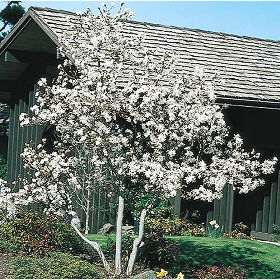 shop-3-25-gallon-star-magnolia-flowering-tree-l1149-at-lowes