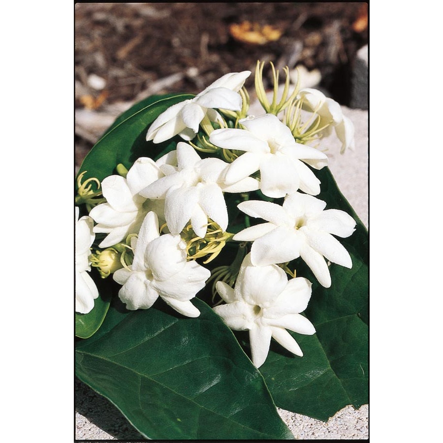 White Arabian Jasmine Flowering Shrub in Pot (With Soil